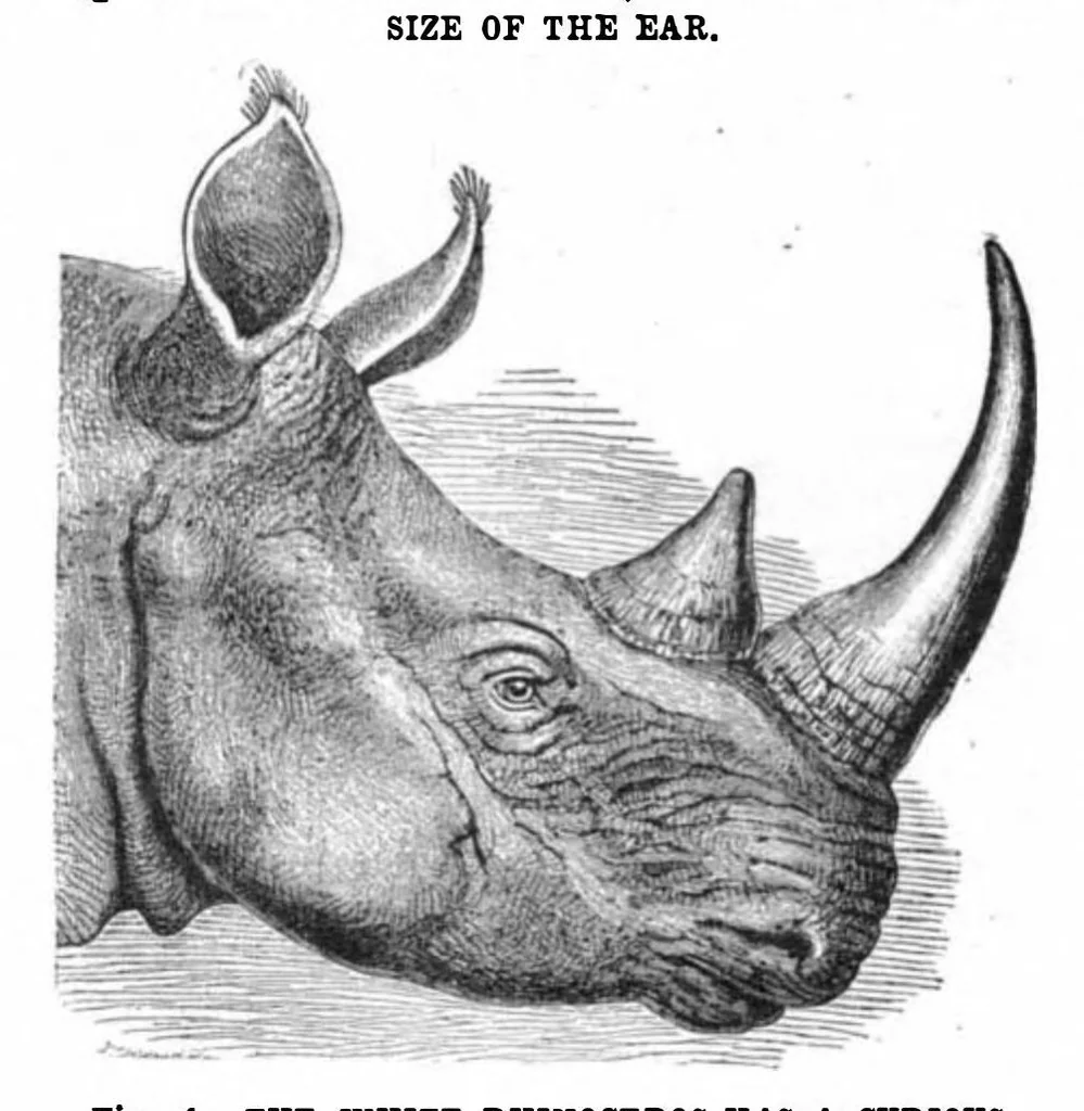 An illustration from Scientific American, Vol. 96, No. 5 (1907), 1907, leaf 10