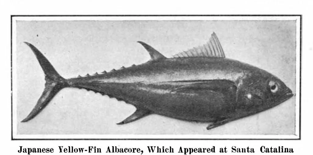 An illustration from Scientific American, Vol. 96, No. 9 (1907), 1907, leaf 11