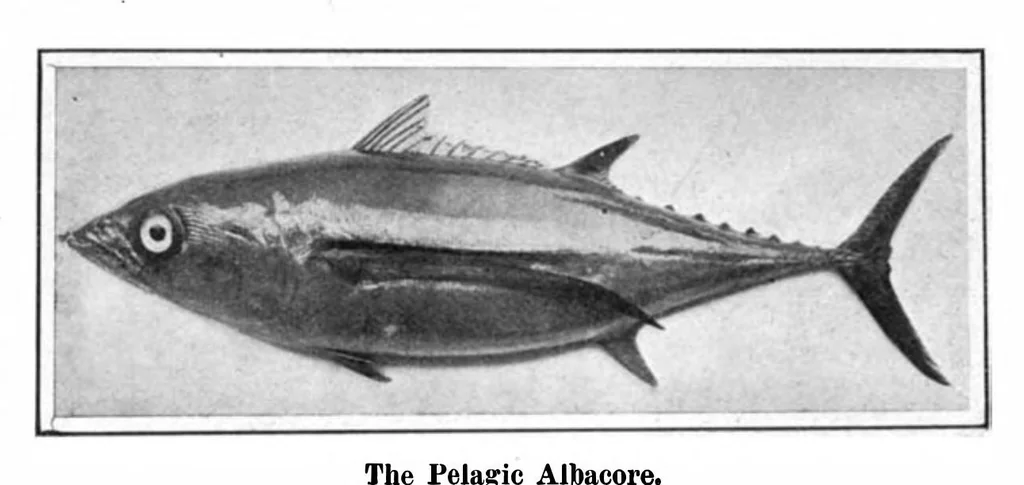An illustration from Scientific American, Vol. 96, No. 9 (1907), 1907, leaf 11