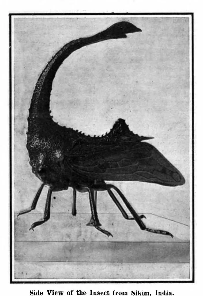 An illustration from Scientific American, Vol. 96, No. 21 (1907), 1907, leaf 4