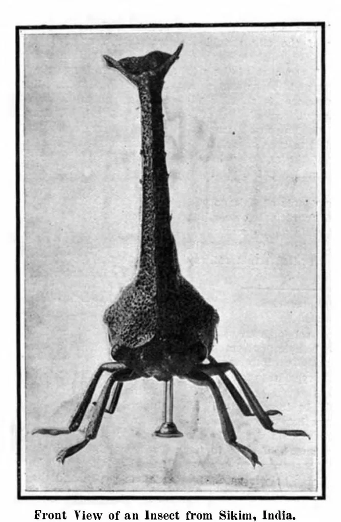 An illustration from Scientific American, Vol. 96, No. 21 (1907), 1907, leaf 4