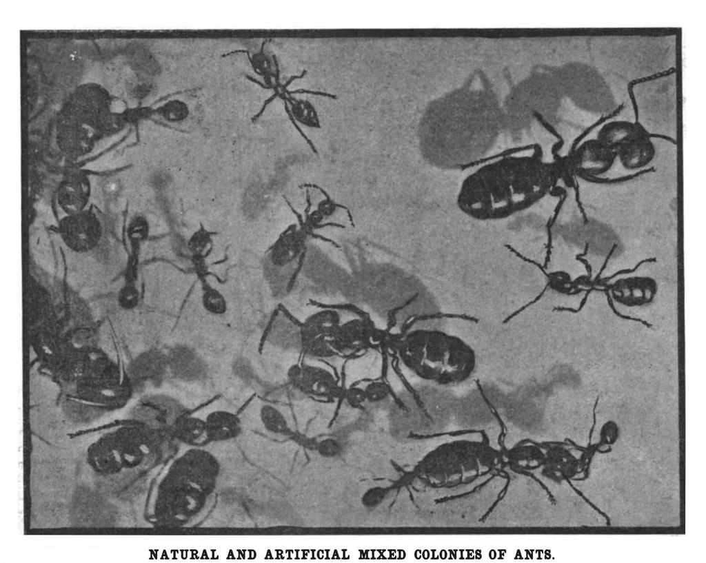 An illustration from Scientific American, Vol. 97, No. 18 (1907), 1907, leaf 9