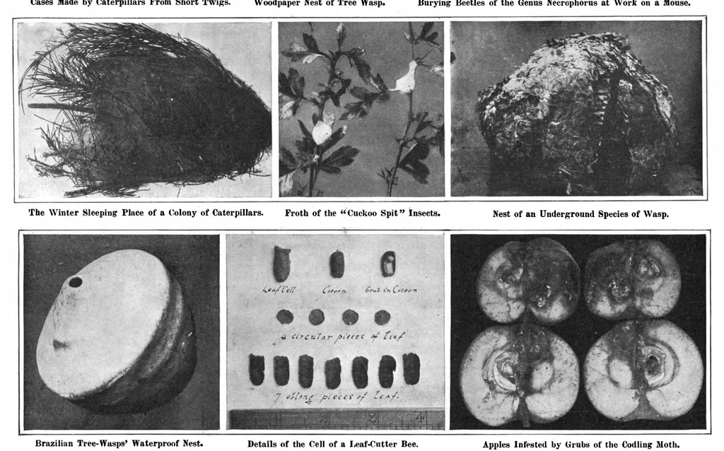 An illustration from Scientific American, Vol. 97, No. 22 (1907), 1907, leaf 8