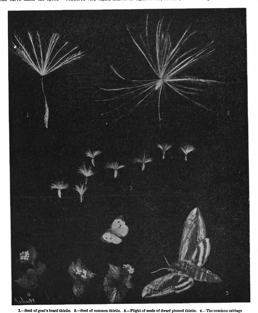 An illustration from Scientific American, Vol. 98, No. 9 (1908), 1908, leaf 5