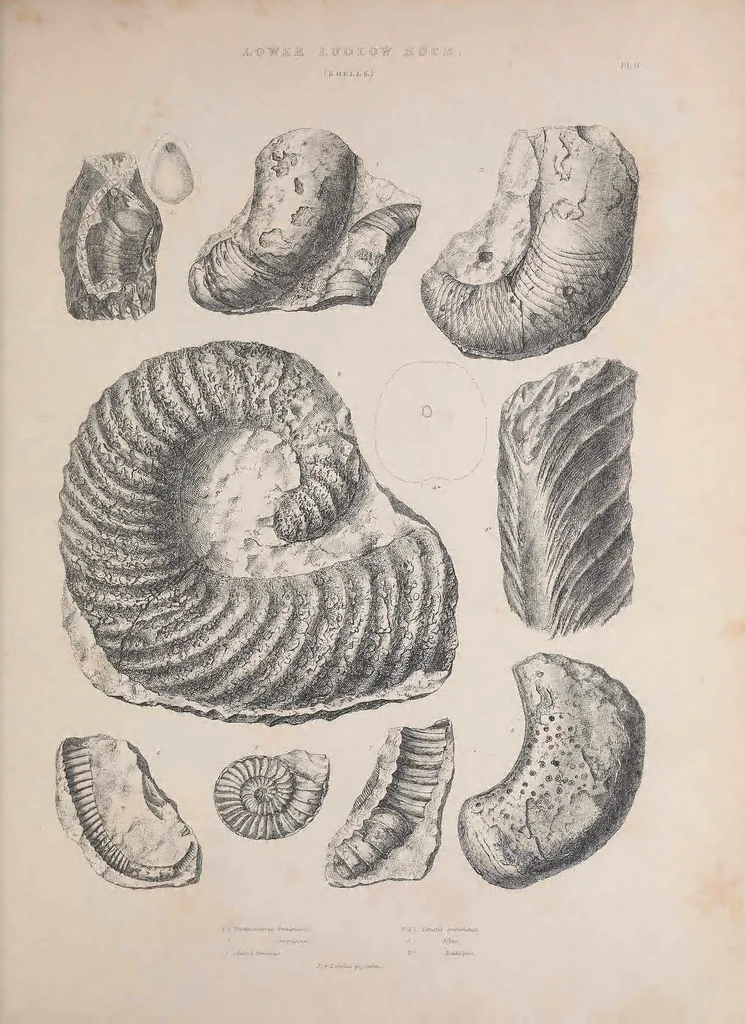 An illustration from The Silurian system, founded on geological researches in the counties of Salop, Hereford, Radnor, Montgomery, Caermarthen, Brecon, Pembroke, Monmouth, Gloucester, Worcester, and Stafford : with descriptions of the coalfields and overlying formations, 1839, leaf 225