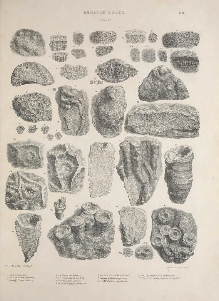 An illustration from The Silurian system, founded on geological researches in the counties of Salop, Hereford, Radnor, Montgomery, Caermarthen, Brecon, Pembroke, Monmouth, Gloucester, Worcester, and Stafford : with descriptions of the coalfields and overlying formations, 1839, leaf 237