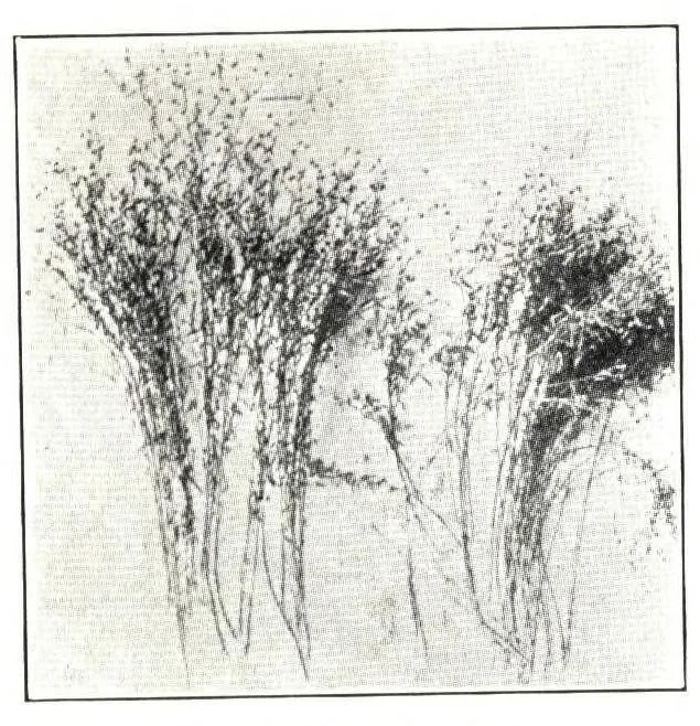 An illustration from The materials of paint manufacture., 1910, leaf 12