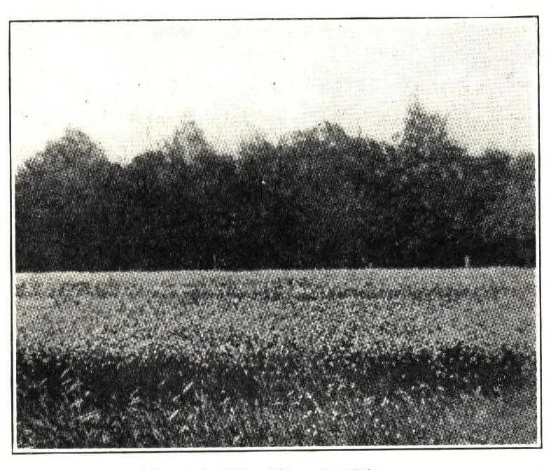 An illustration from The materials of paint manufacture., 1910, leaf 8