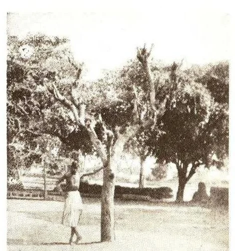 An illustration from The story of shellac., 1928, leaf 7