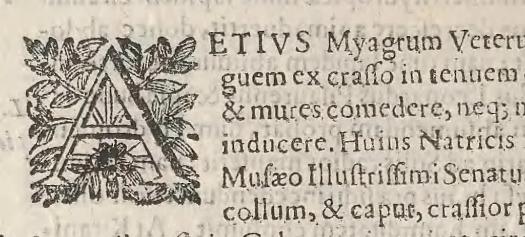An illustration from Ulyssis Aldrovandi ... Serpentum, et draconum historiæ libri duo, 1640, leaf 306