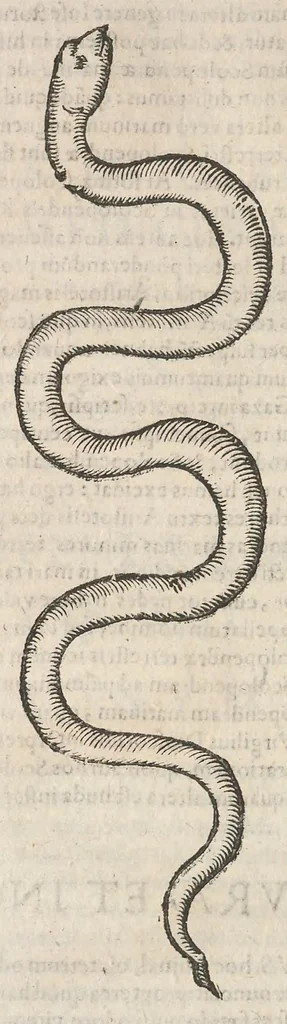 An illustration from Ulyssis Aldrovandi ... Serpentum, et draconum historiæ libri duo, 1640, leaf 322