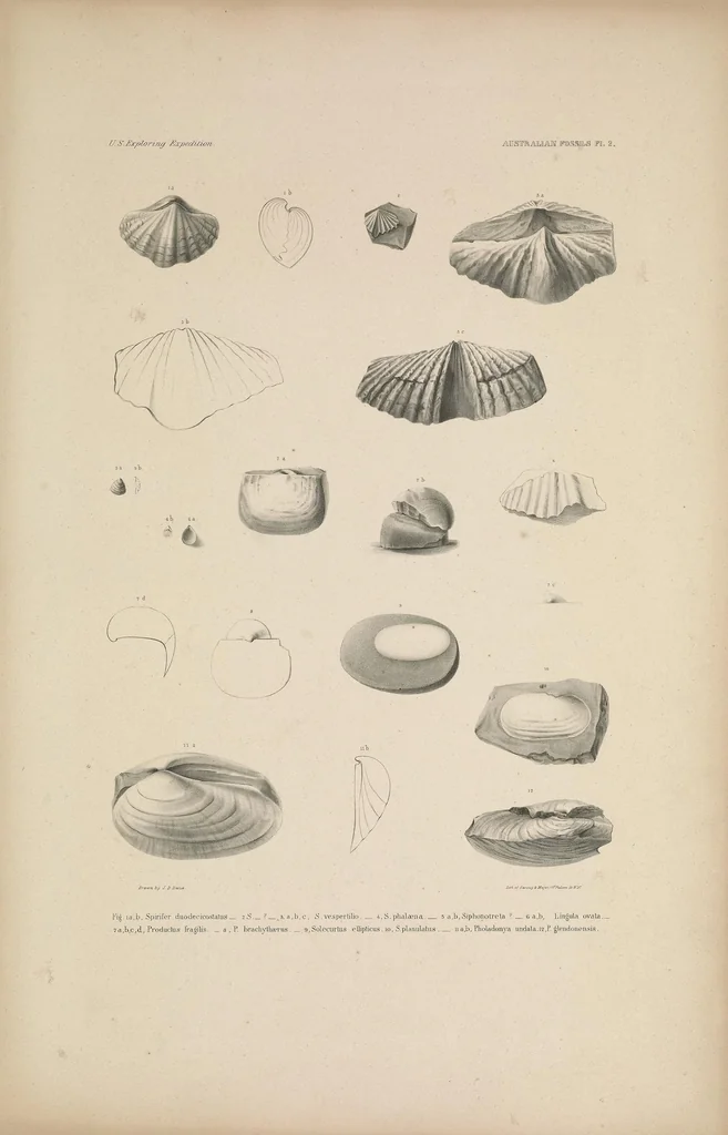 An illustration from United States Exploring Expedition. During the year 1838, 1839, 1840, 1841, 1842, 1844, leaf 11