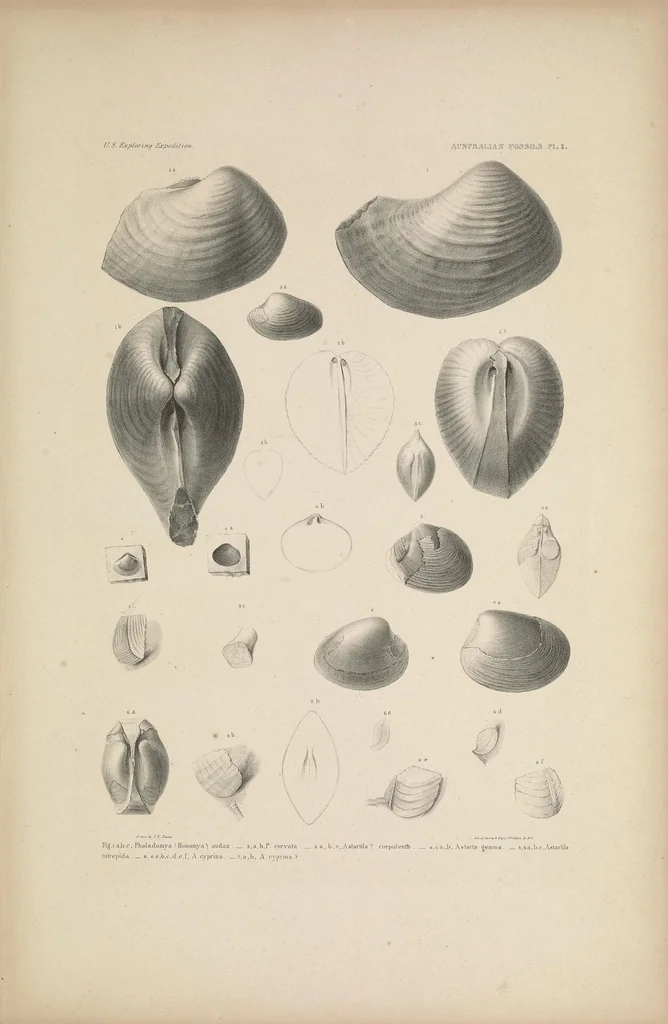 An illustration from United States Exploring Expedition. During the year 1838, 1839, 1840, 1841, 1842, 1844, leaf 13