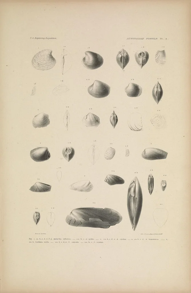 An illustration from United States Exploring Expedition. During the year 1838, 1839, 1840, 1841, 1842, 1844, leaf 15