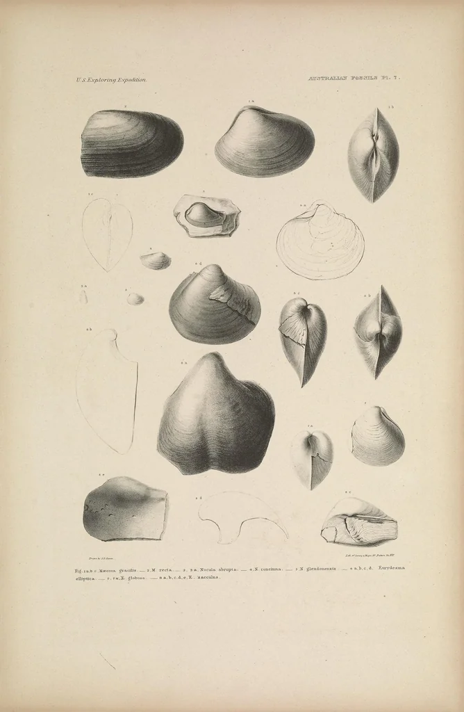 An illustration from United States Exploring Expedition. During the year 1838, 1839, 1840, 1841, 1842, 1844, leaf 21