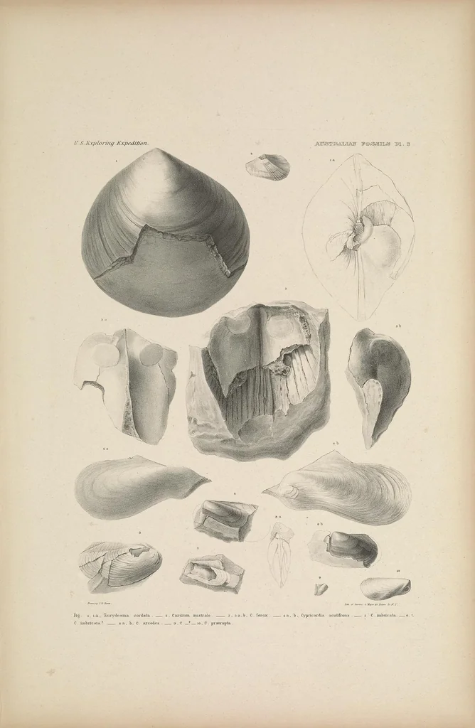 An illustration from United States Exploring Expedition. During the year 1838, 1839, 1840, 1841, 1842, 1844, leaf 23