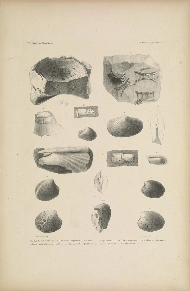 An illustration from United States Exploring Expedition. During the year 1838, 1839, 1840, 1841, 1842, 1844, leaf 41