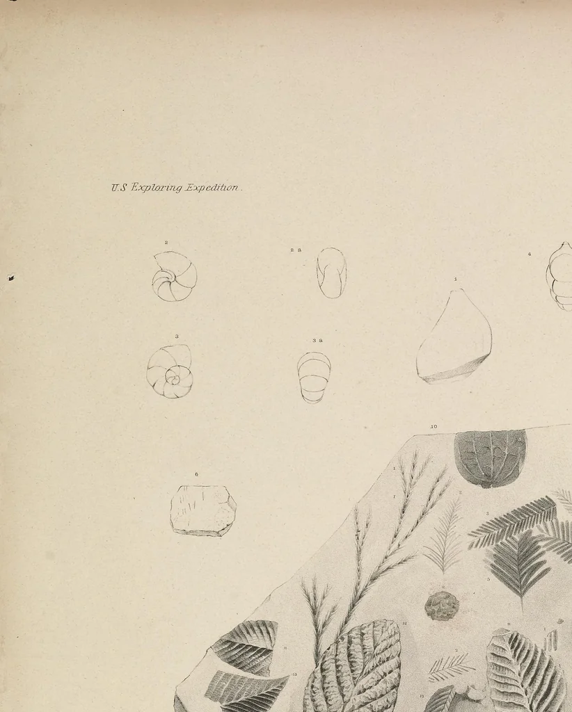 An illustration from United States Exploring Expedition. During the year 1838, 1839, 1840, 1841, 1842, 1844, leaf 49