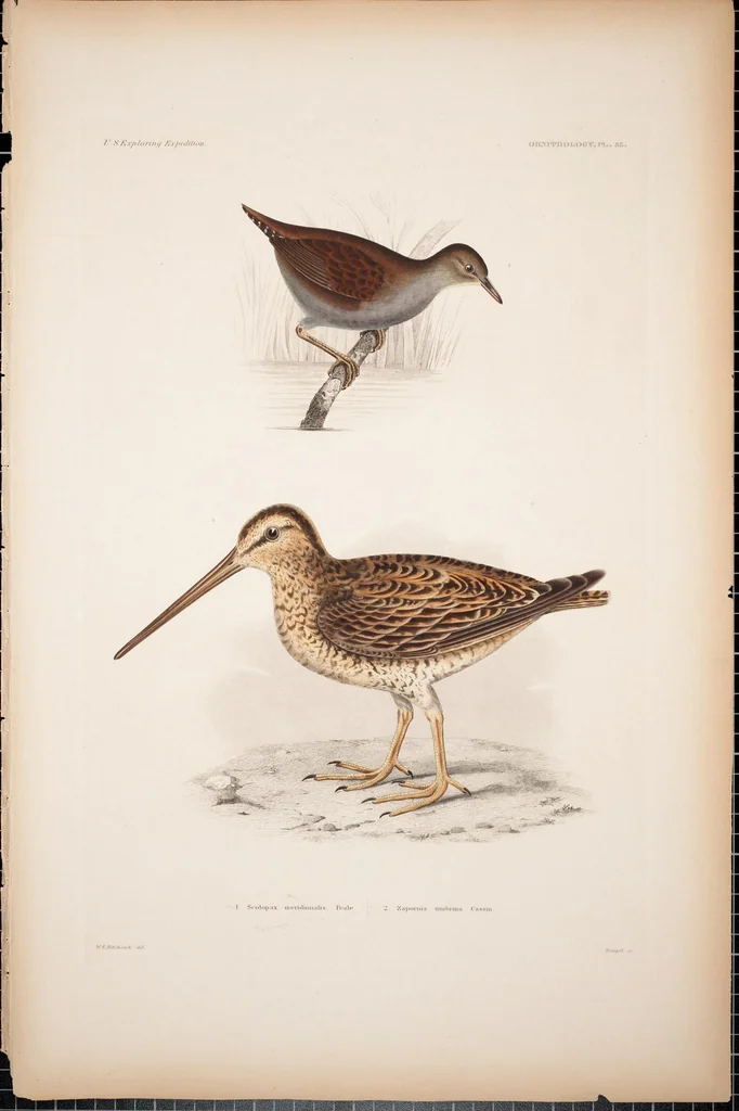 An illustration from United States Exploring Expedition. During the year 1838, 1839, 1840, 1841, 1842, 1844, leaf 101
