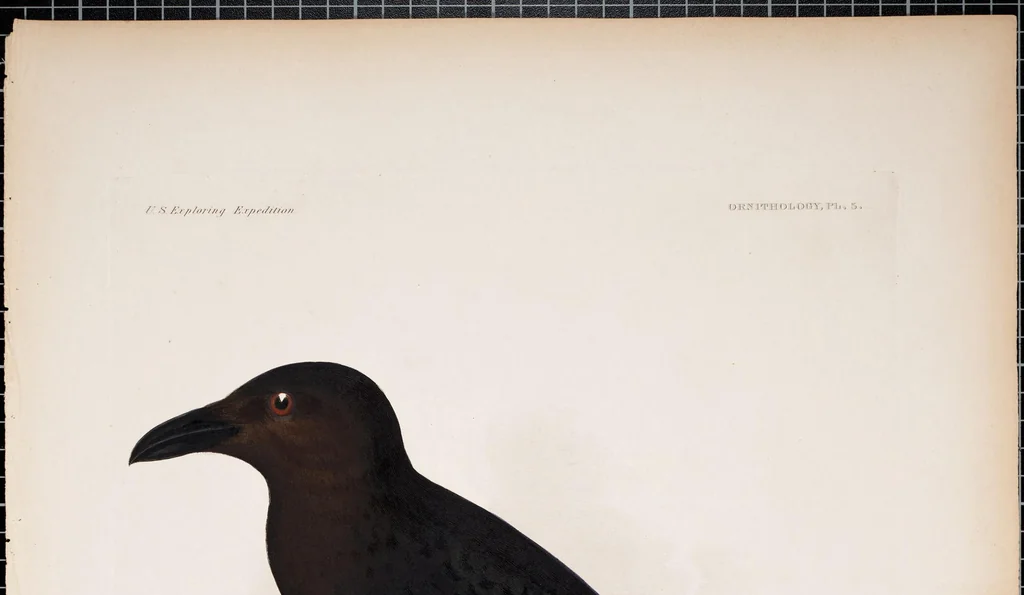 An illustration from United States Exploring Expedition. During the year 1838, 1839, 1840, 1841, 1842, 1844, leaf 41