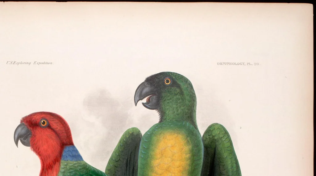 An illustration from United States Exploring Expedition. During the year 1838, 1839, 1840, 1841, 1842, 1844, leaf 71