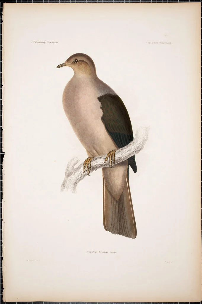 An illustration from United States Exploring Expedition. During the year 1838, 1839, 1840, 1841, 1842, 1844, leaf 85
