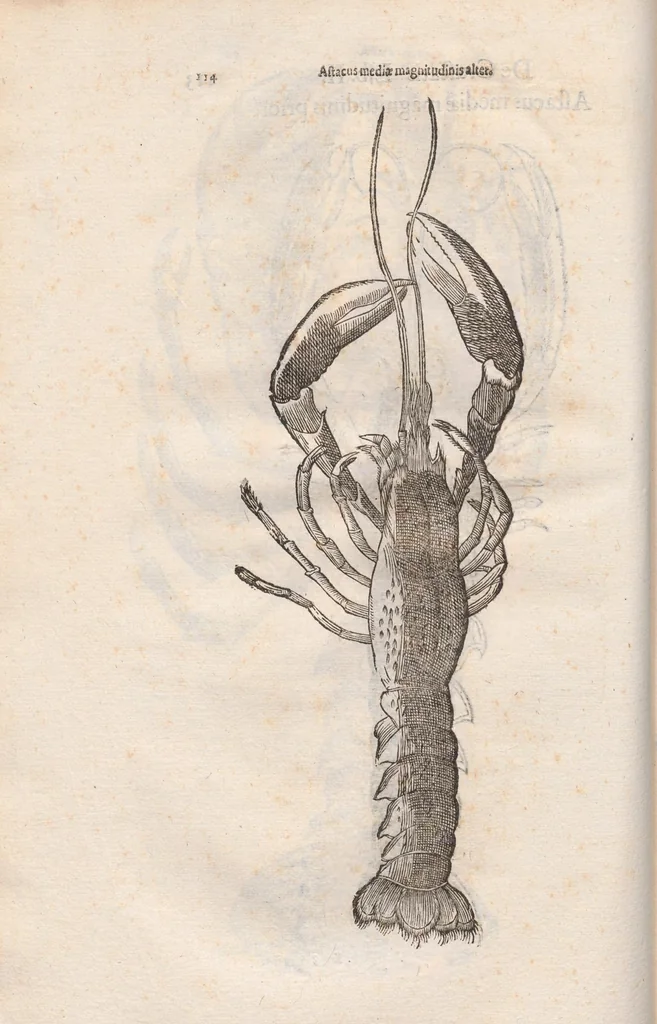 An illustration from Vlyssis Aldrovandi ... De reliquis animalibus exanguibus libri quatuor, post mortem eius editi : nempe de mollibvs, crvstaceis, testaceis et zoophytis, 1642, leaf 120