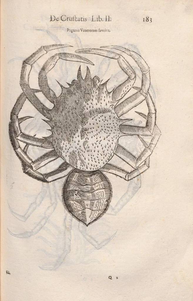 An illustration from Vlyssis Aldrovandi ... De reliquis animalibus exanguibus libri quatuor, post mortem eius editi : nempe de mollibvs, crvstaceis, testaceis et zoophytis, 1642, leaf 189