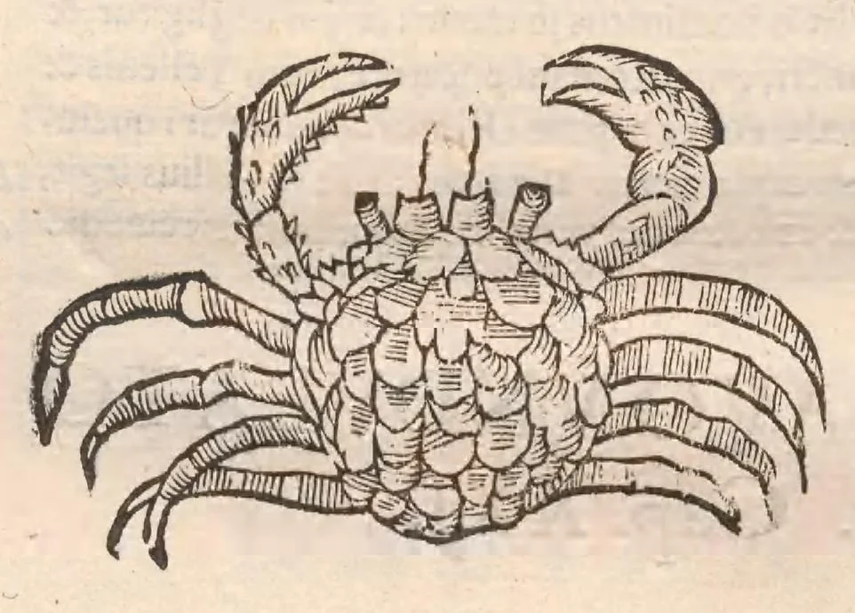 An illustration from Vlyssis Aldrovandi ... De reliquis animalibus exanguibus libri quatuor, post mortem eius editi : nempe de mollibvs, crvstaceis, testaceis et zoophytis, 1642, leaf 206