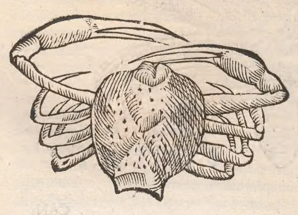 An illustration from Vlyssis Aldrovandi ... De reliquis animalibus exanguibus libri quatuor, post mortem eius editi : nempe de mollibvs, crvstaceis, testaceis et zoophytis, 1642, leaf 206