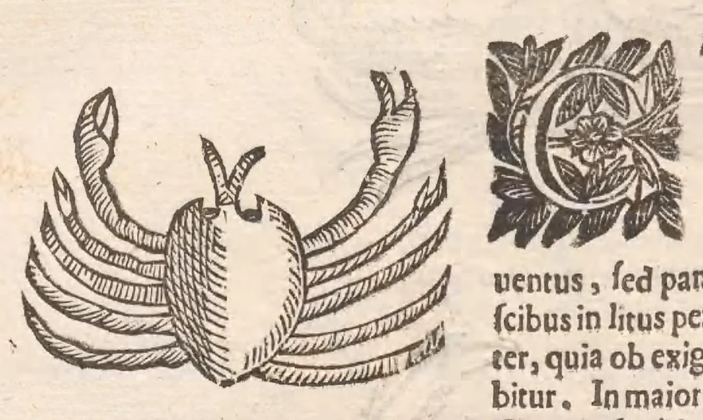 An illustration from Vlyssis Aldrovandi ... De reliquis animalibus exanguibus libri quatuor, post mortem eius editi : nempe de mollibvs, crvstaceis, testaceis et zoophytis, 1642, leaf 212