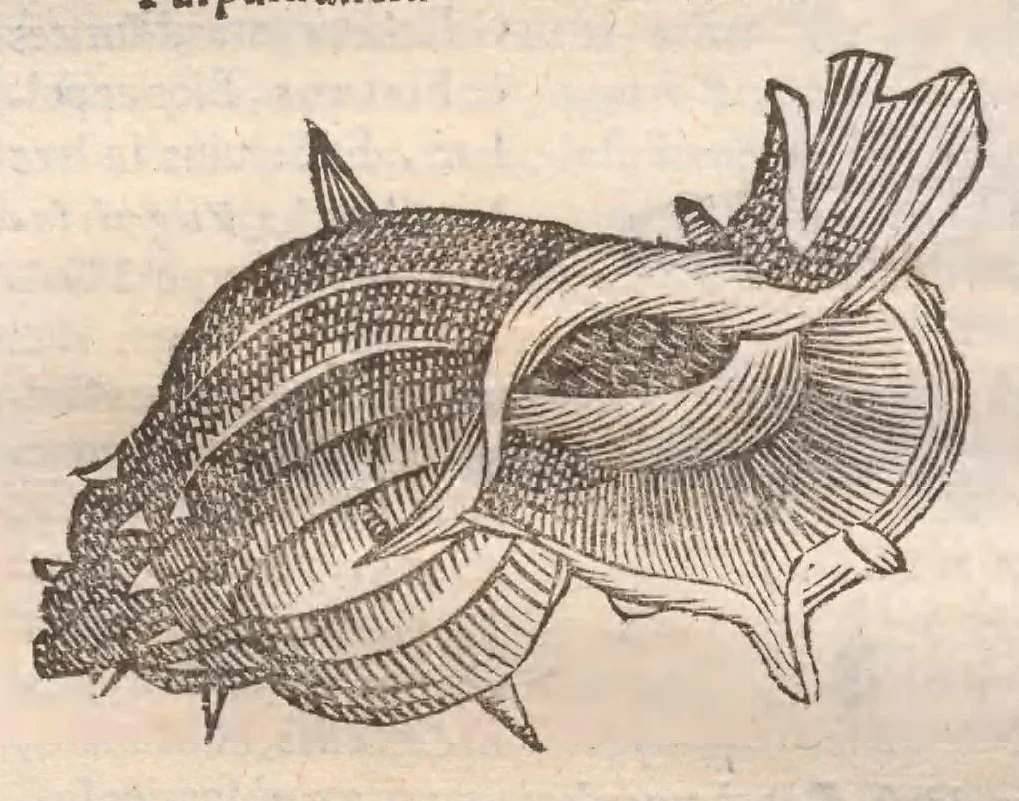 An illustration from Vlyssis Aldrovandi ... De reliquis animalibus exanguibus libri quatuor, post mortem eius editi : nempe de mollibvs, crvstaceis, testaceis et zoophytis, 1642, leaf 290