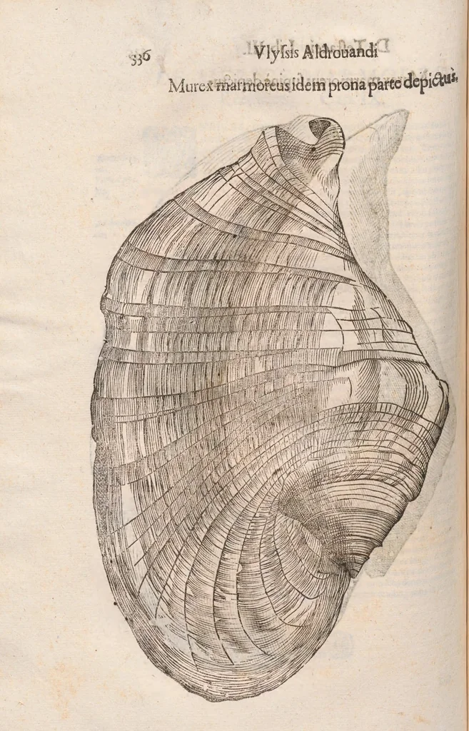 An illustration from Vlyssis Aldrovandi ... De reliquis animalibus exanguibus libri quatuor, post mortem eius editi : nempe de mollibvs, crvstaceis, testaceis et zoophytis, 1642, leaf 342