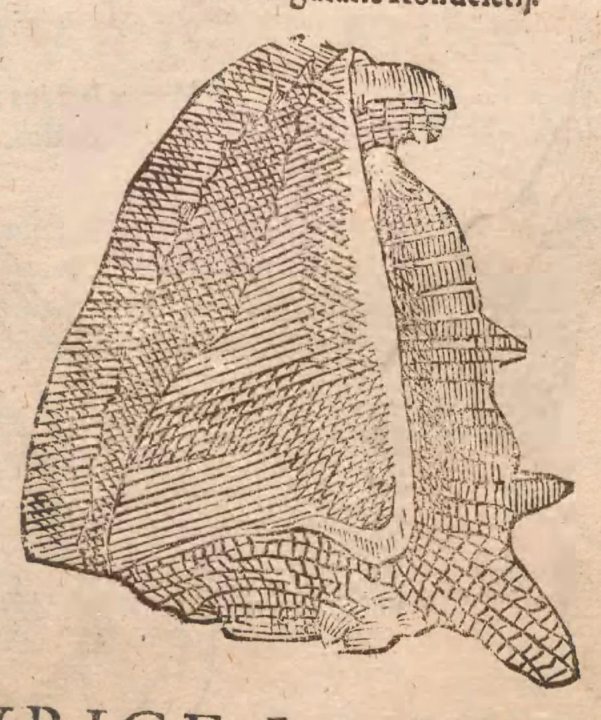 An illustration from Vlyssis Aldrovandi ... De reliquis animalibus exanguibus libri quatuor, post mortem eius editi : nempe de mollibvs, crvstaceis, testaceis et zoophytis, 1642, leaf 345