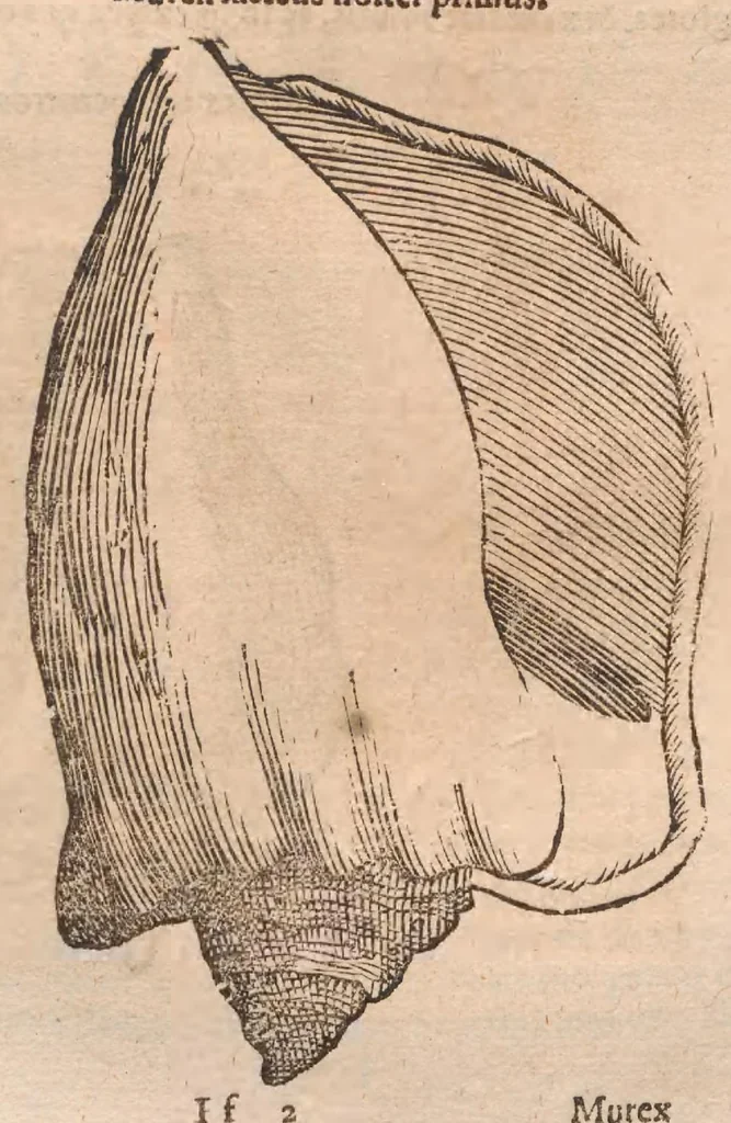 An illustration from Vlyssis Aldrovandi ... De reliquis animalibus exanguibus libri quatuor, post mortem eius editi : nempe de mollibvs, crvstaceis, testaceis et zoophytis, 1642, leaf 345