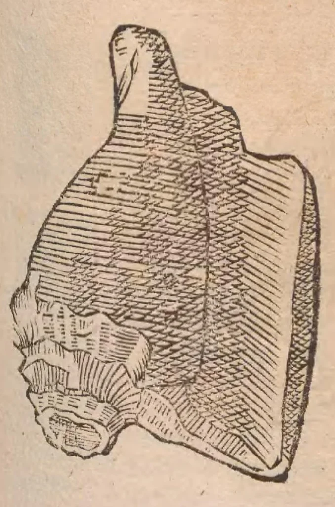 An illustration from Vlyssis Aldrovandi ... De reliquis animalibus exanguibus libri quatuor, post mortem eius editi : nempe de mollibvs, crvstaceis, testaceis et zoophytis, 1642, leaf 345