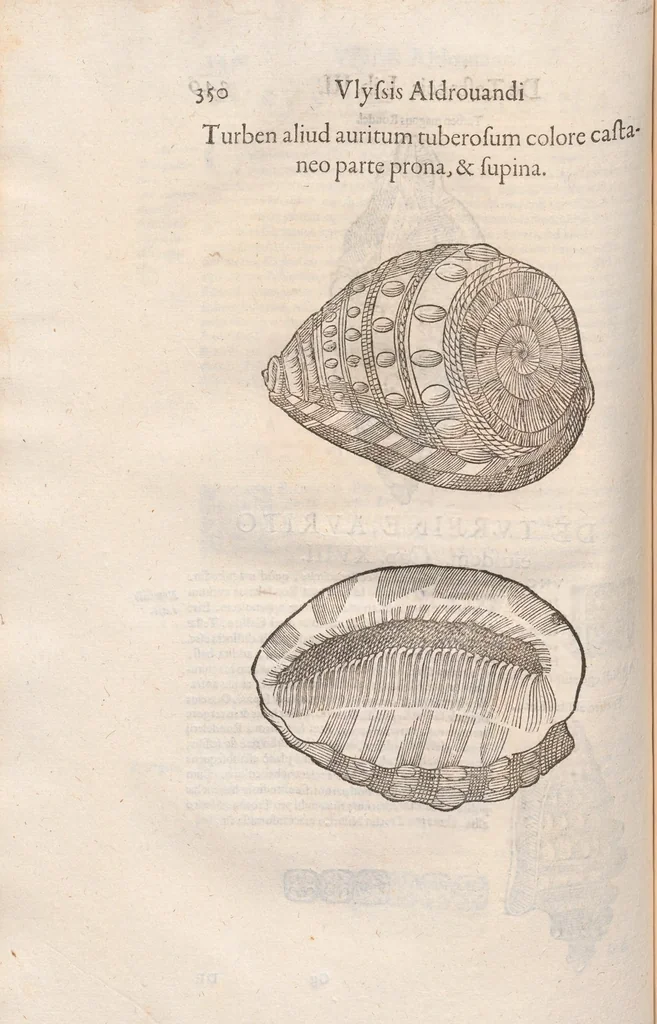 An illustration from Vlyssis Aldrovandi ... De reliquis animalibus exanguibus libri quatuor, post mortem eius editi : nempe de mollibvs, crvstaceis, testaceis et zoophytis, 1642, leaf 356