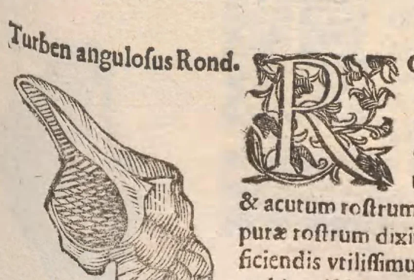 An illustration from Vlyssis Aldrovandi ... De reliquis animalibus exanguibus libri quatuor, post mortem eius editi : nempe de mollibvs, crvstaceis, testaceis et zoophytis, 1642, leaf 359