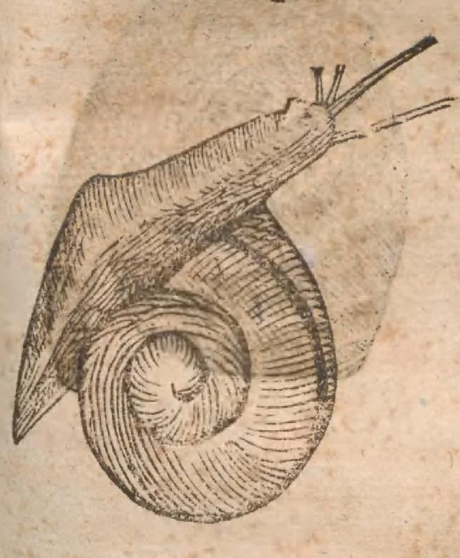 An illustration from Vlyssis Aldrovandi ... De reliquis animalibus exanguibus libri quatuor, post mortem eius editi : nempe de mollibvs, crvstaceis, testaceis et zoophytis, 1642, leaf 395