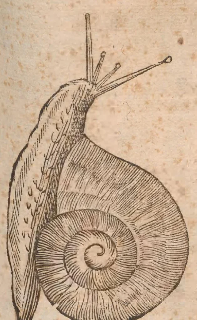 An illustration from Vlyssis Aldrovandi ... De reliquis animalibus exanguibus libri quatuor, post mortem eius editi : nempe de mollibvs, crvstaceis, testaceis et zoophytis, 1642, leaf 395
