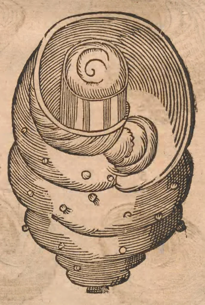 An illustration from Vlyssis Aldrovandi ... De reliquis animalibus exanguibus libri quatuor, post mortem eius editi : nempe de mollibvs, crvstaceis, testaceis et zoophytis, 1642, leaf 400