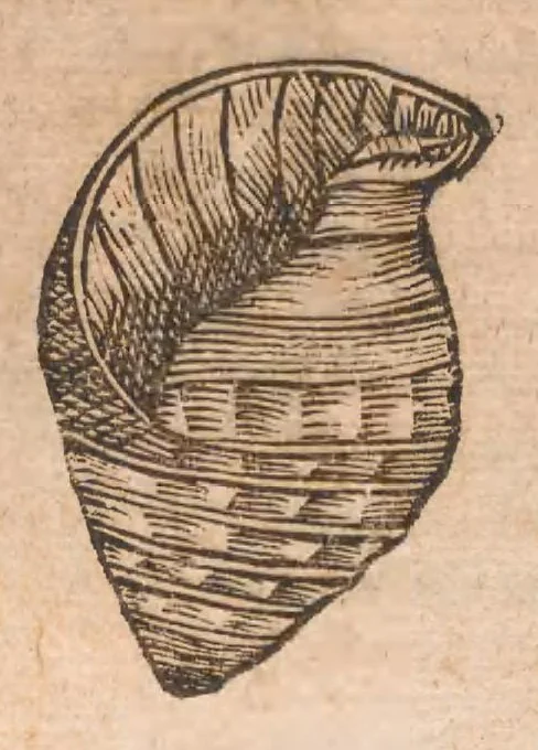 An illustration from Vlyssis Aldrovandi ... De reliquis animalibus exanguibus libri quatuor, post mortem eius editi : nempe de mollibvs, crvstaceis, testaceis et zoophytis, 1642, leaf 404