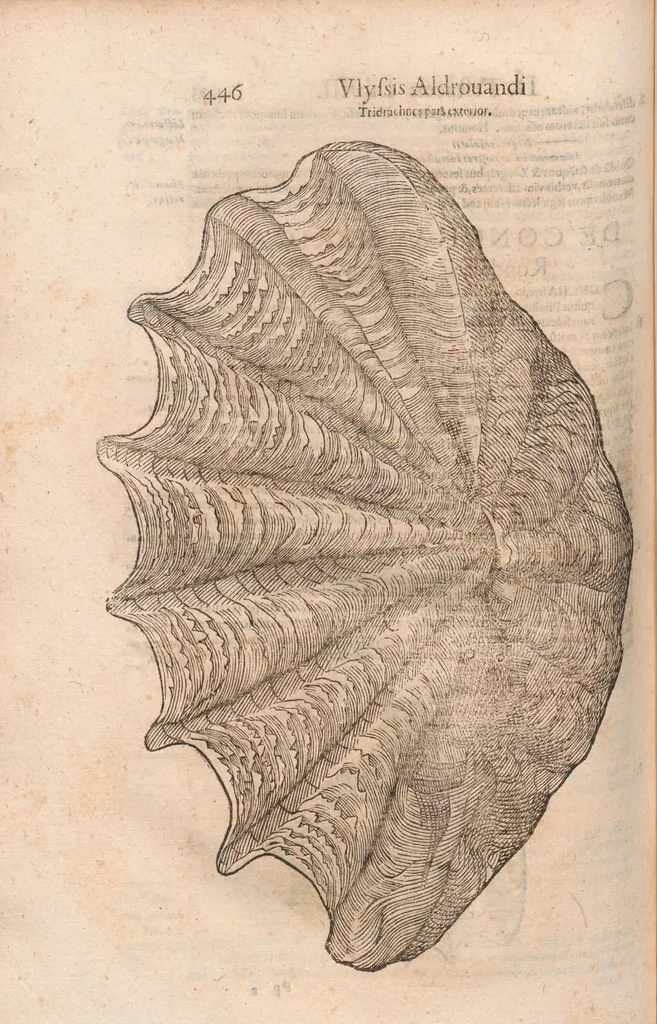 An illustration from Vlyssis Aldrovandi ... De reliquis animalibus exanguibus libri quatuor, post mortem eius editi : nempe de mollibvs, crvstaceis, testaceis et zoophytis, 1642, leaf 454