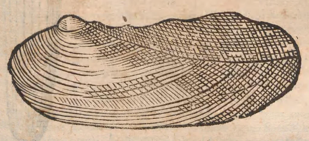 An illustration from Vlyssis Aldrovandi ... De reliquis animalibus exanguibus libri quatuor, post mortem eius editi : nempe de mollibvs, crvstaceis, testaceis et zoophytis, 1642, leaf 461