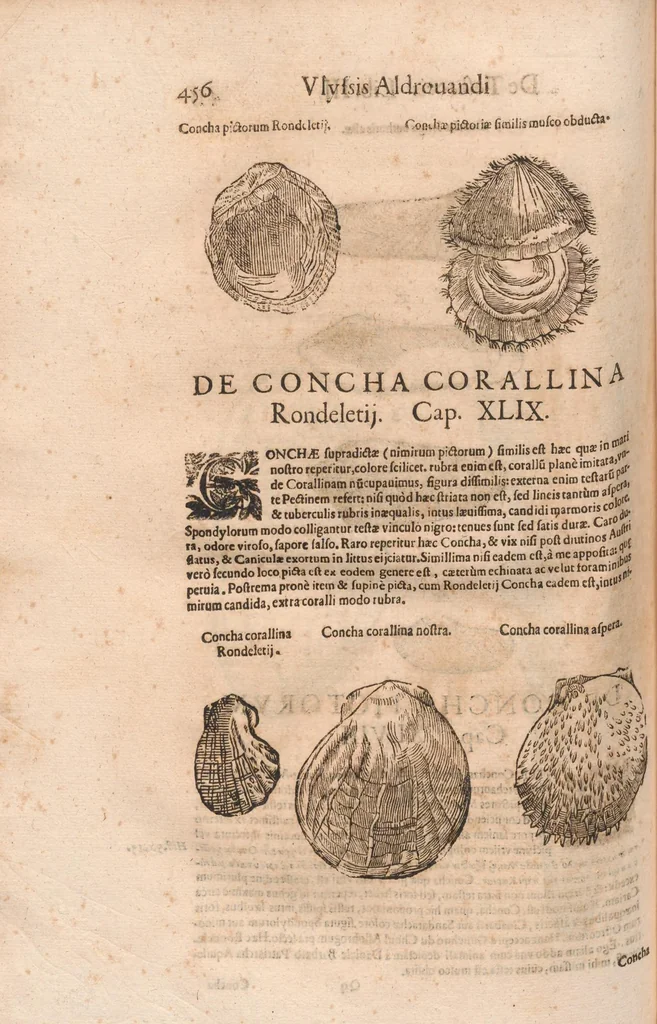 An illustration from Vlyssis Aldrovandi ... De reliquis animalibus exanguibus libri quatuor, post mortem eius editi : nempe de mollibvs, crvstaceis, testaceis et zoophytis, 1642, leaf 464