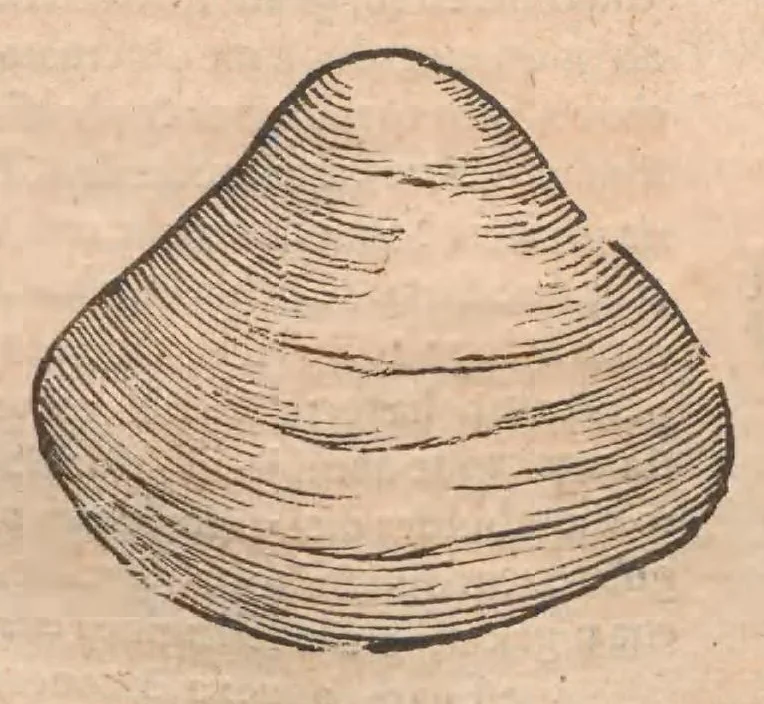 An illustration from Vlyssis Aldrovandi ... De reliquis animalibus exanguibus libri quatuor, post mortem eius editi : nempe de mollibvs, crvstaceis, testaceis et zoophytis, 1642, leaf 467