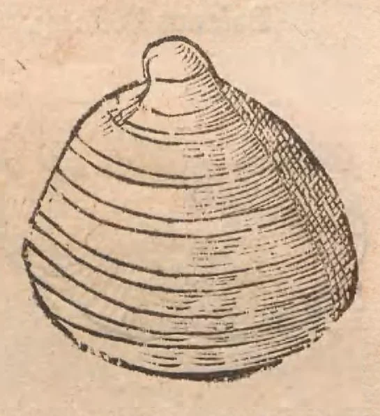 An illustration from Vlyssis Aldrovandi ... De reliquis animalibus exanguibus libri quatuor, post mortem eius editi : nempe de mollibvs, crvstaceis, testaceis et zoophytis, 1642, leaf 467