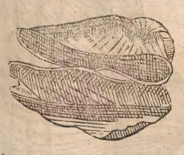 An illustration from Vlyssis Aldrovandi ... De reliquis animalibus exanguibus libri quatuor, post mortem eius editi : nempe de mollibvs, crvstaceis, testaceis et zoophytis, 1642, leaf 467