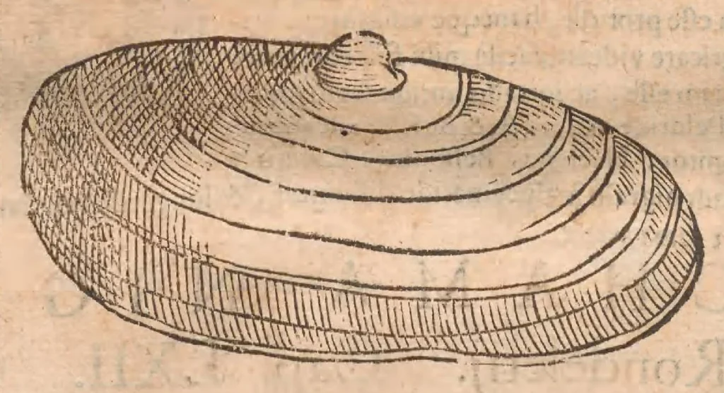 An illustration from Vlyssis Aldrovandi ... De reliquis animalibus exanguibus libri quatuor, post mortem eius editi : nempe de mollibvs, crvstaceis, testaceis et zoophytis, 1642, leaf 480