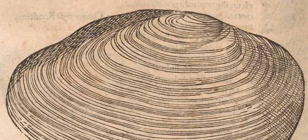 An illustration from Vlyssis Aldrovandi ... De reliquis animalibus exanguibus libri quatuor, post mortem eius editi : nempe de mollibvs, crvstaceis, testaceis et zoophytis, 1642, leaf 480